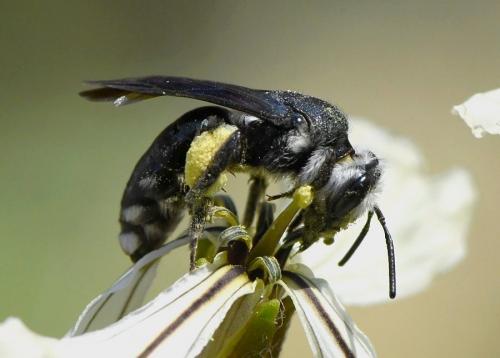 Andrena agilissima